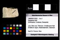 Foto (Objekt + Etikett) von Decapoda indet.  (NHMW-GEO-1990-0041-2630)